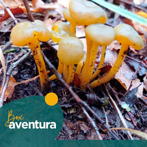 Excursión Reino Fungi