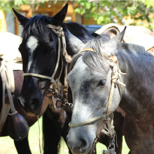 Cabalgata a El Molle