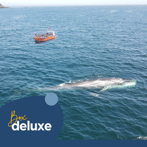 Safari Marino: Aventura en Chañaral de Aceituno