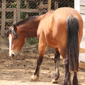 Cabalgata campestre para dos