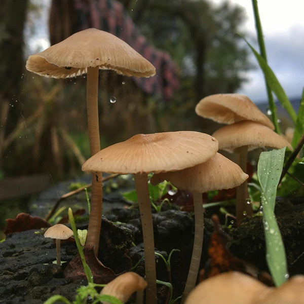 Excursión Reino Fungi