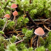 Excursión Reino Fungi