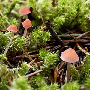 Excursión Reino Fungi