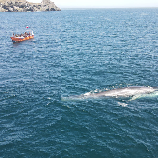Safari Marino: Aventura en Chañaral de Aceituno