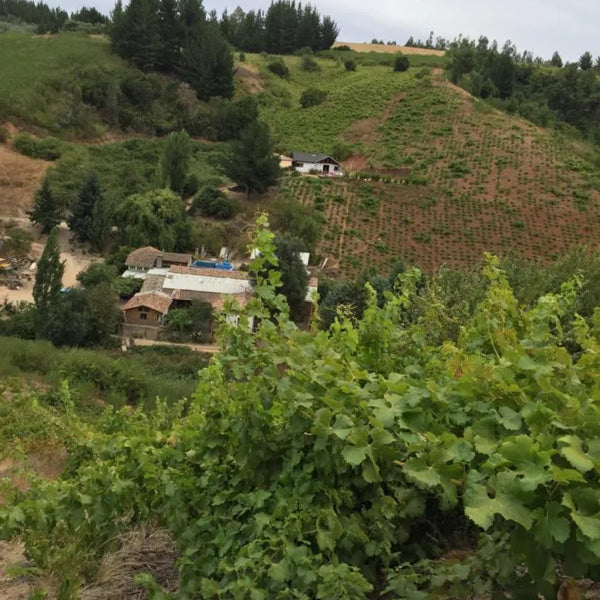 Full Day en Valle del Itata