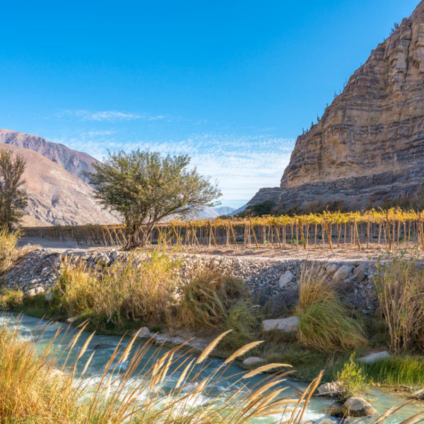 Excursión Valle del Elqui