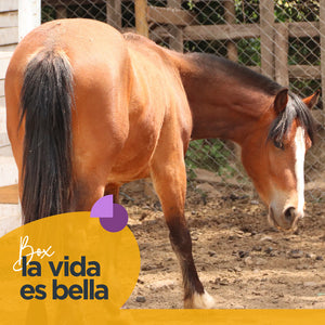 Cabalgata campestre